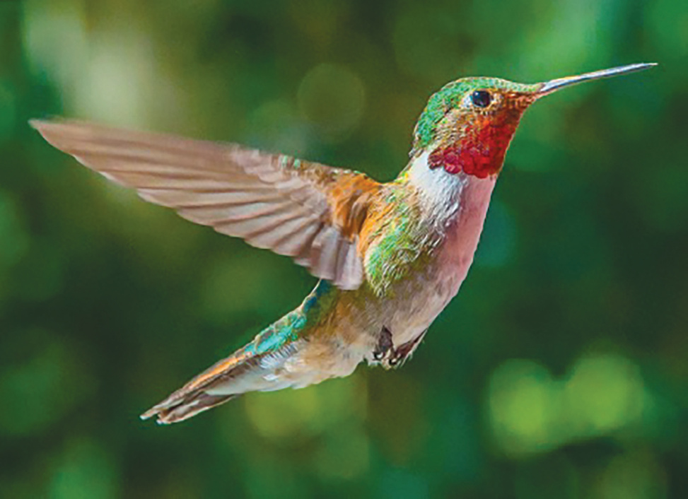 Most Beautiful Colorful Hummingbird | My XXX Hot Girl